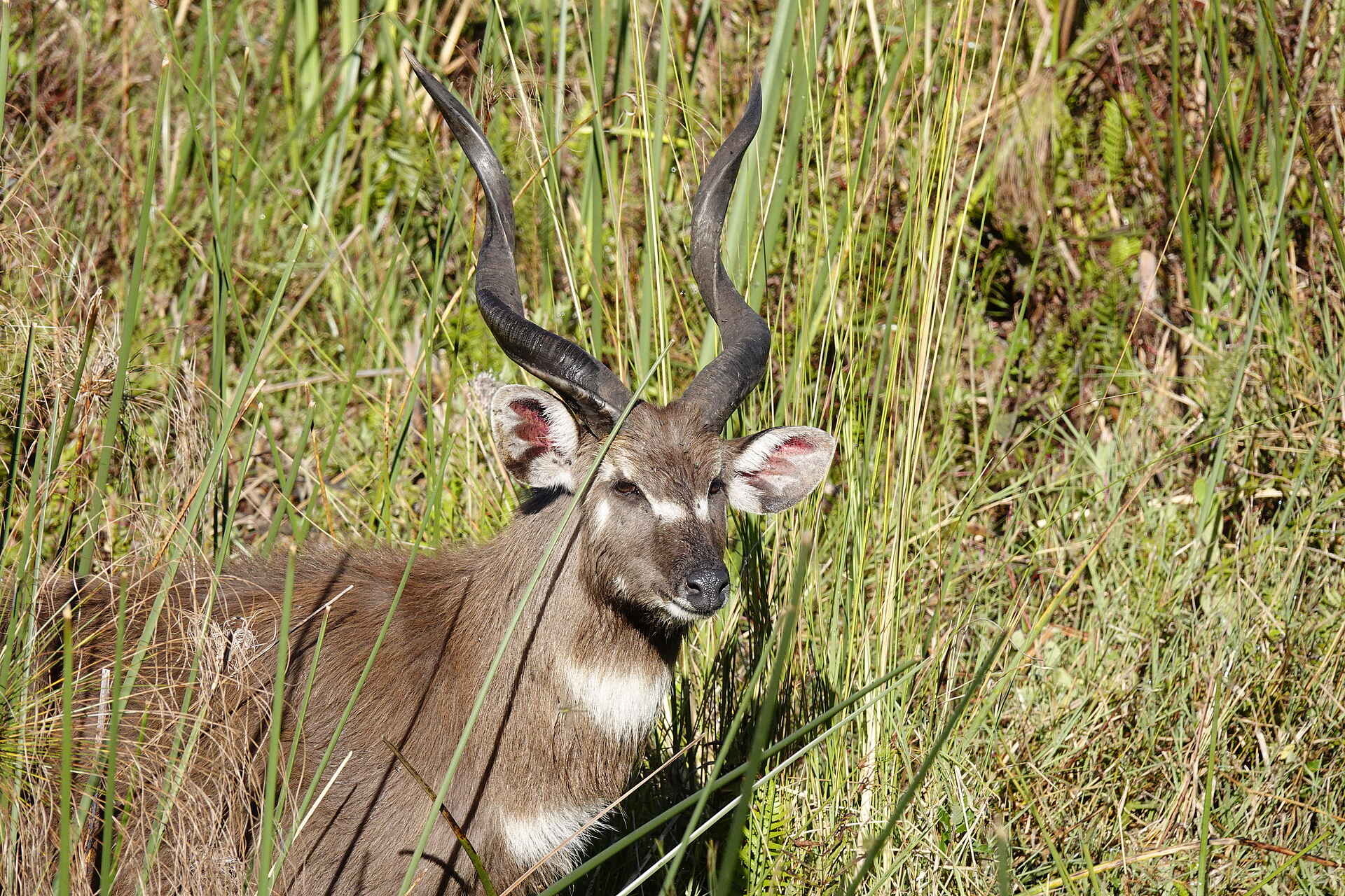 Setari Treehouse: Sitatunga Antilope Setari Treehouse: Sitatunga Antilope