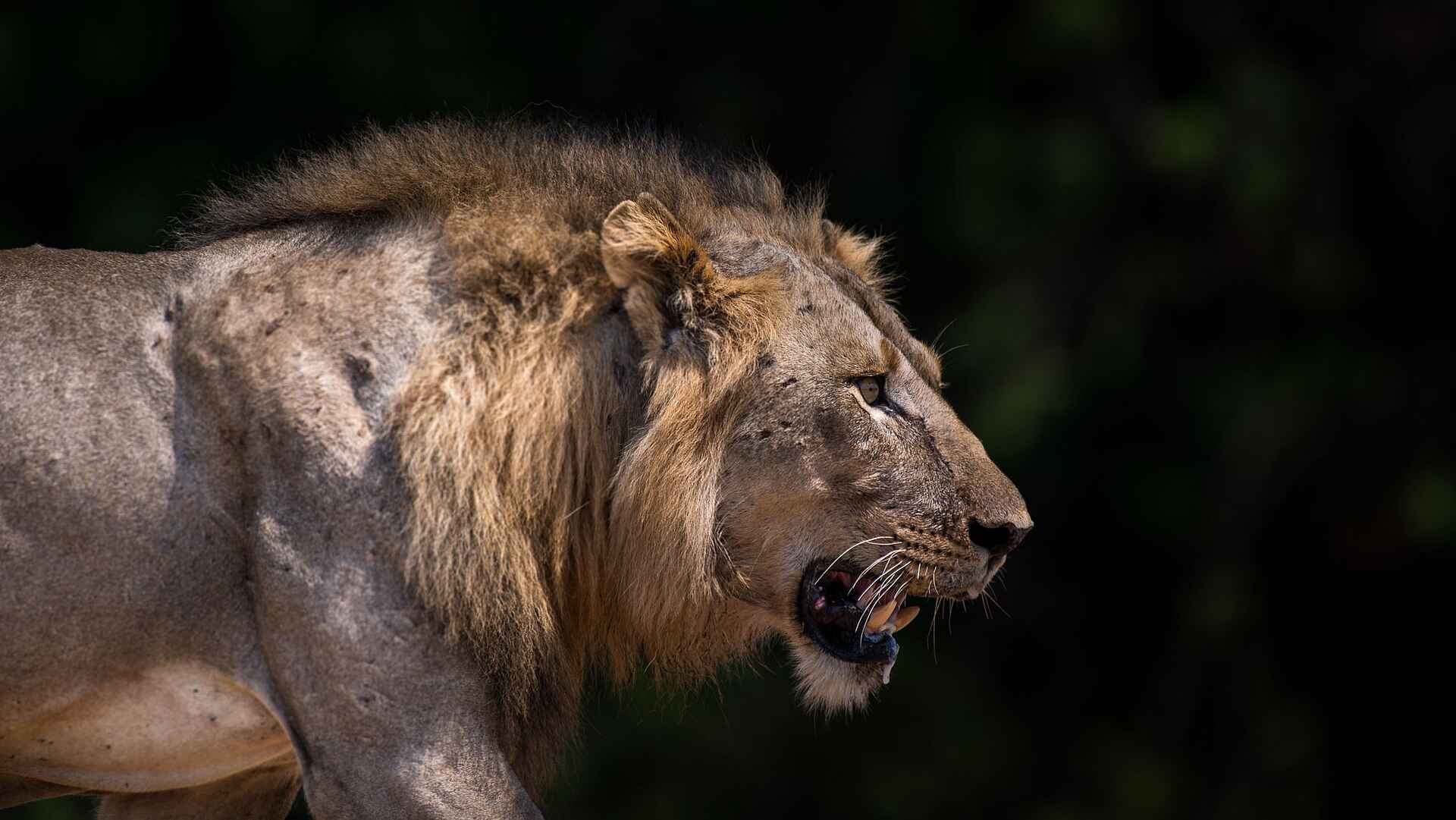 Shawa Luangwa Camp: Löwen Männchen