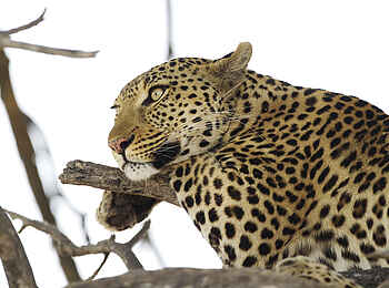 Shinde Lodge: Leopard im Baum Shinde Lodge: Leopard im Baum