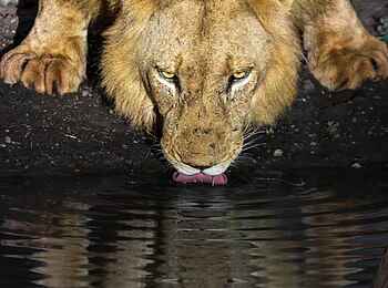 Simbavati Camp George: Ein Löwe am Wasser Simbavati Camp George: Ein Löwe am Wasser