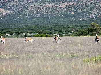 Vingerklip Lodge: Springböcke im Buschland