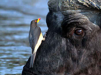 Zambezi Queen: Wasserbüffel