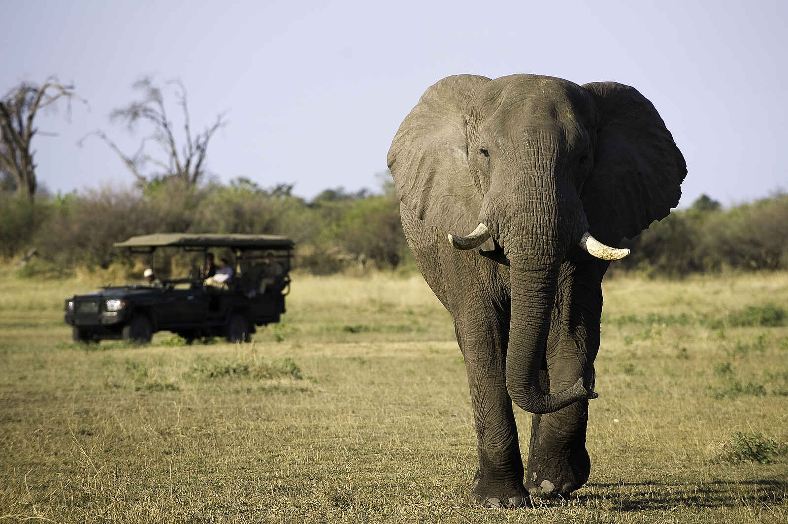 Zarafa Camp: Elefantenbulle Zarafa Camp: Elefantenbulle