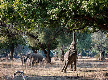 Chikwenya Camp: Pflückender Elefant