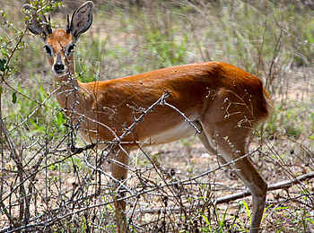 Chilo Ivory Trail Adventure: Duiker