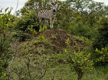 Jacis Sabi House: Zebra in der Landschaft
