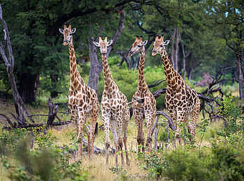 King's Pool Camp: Giraffen-Quartett