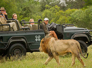 Londolozi Varty Camp: Löwe auf Armesweite
