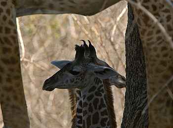 Mapazi Camp: Giraffenbaby