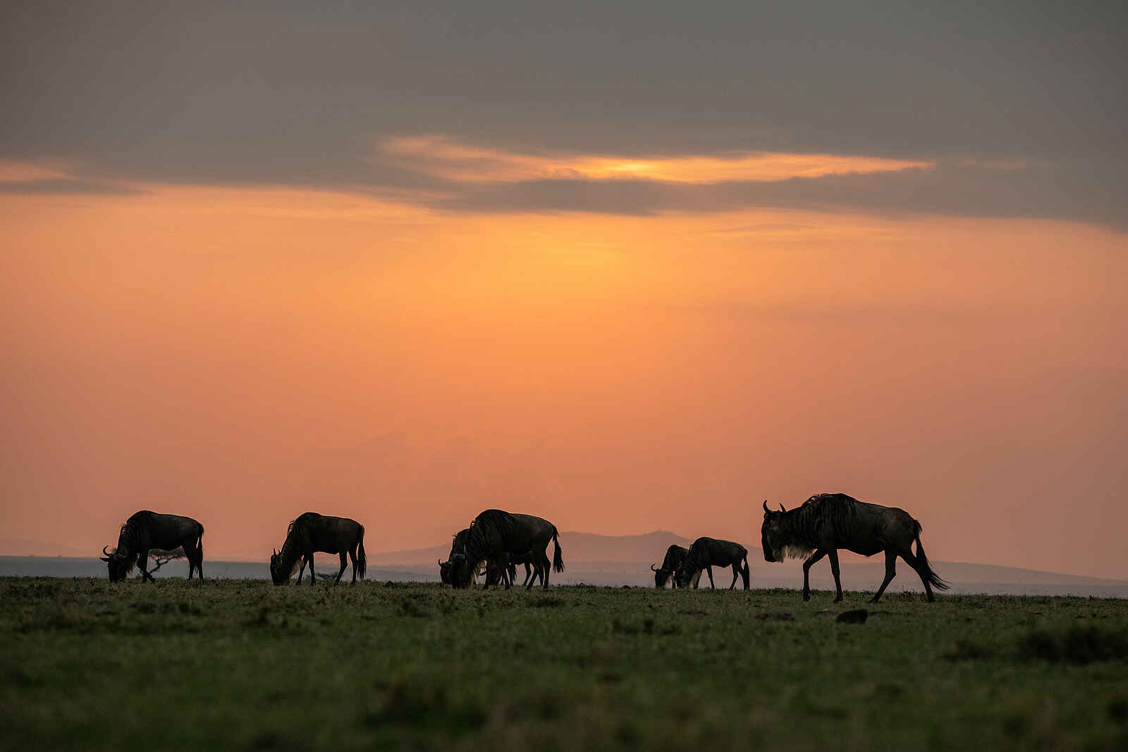 Mara Nyika Camp: Gnus im Gegenlicht Mara Nyika Camp: Gnus im Gegenlicht