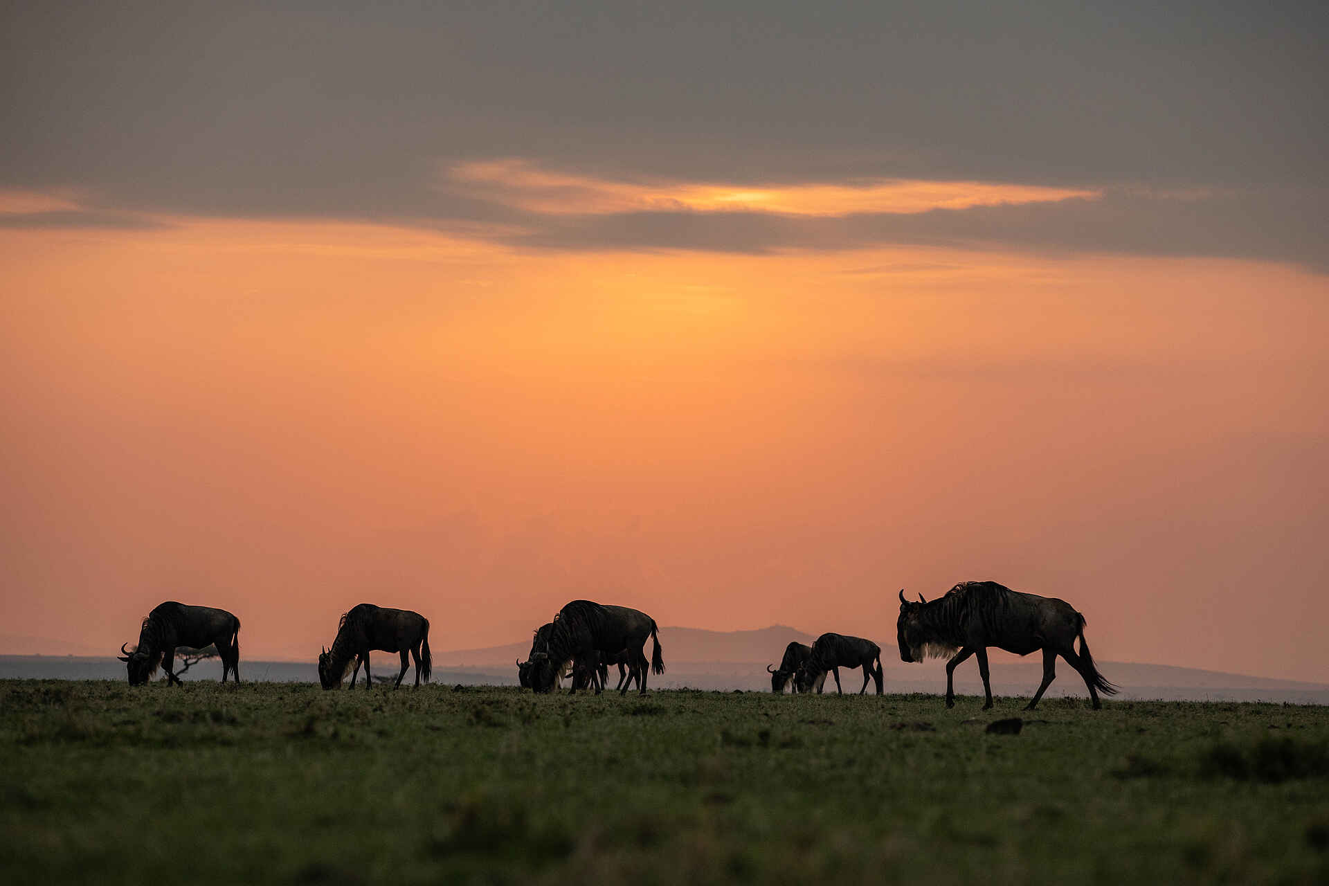 Mara Nyika Camp: Gnus im Gegenlicht