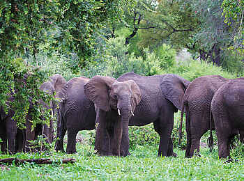 Matetsi Victoria Falls: Elefantenherde Matetsi Victoria Falls: Elefantenherde