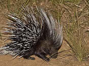 Ntemwa Busanga Bushcamp: Stachelschwein bei Nacht