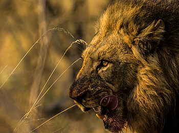 Selinda Camp: Löwe auf der Jagd