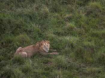 Wilderness Mara Camp: Löwe
