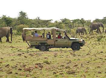 Basecamp Wilderness: Elefanten Basecamp Wilderness: Elefanten