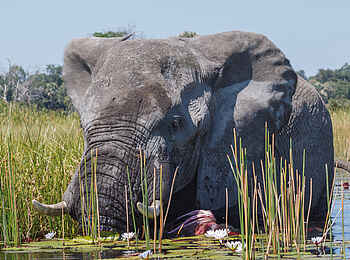 Belmond Eagle Island Lodge: Badespaß Belmond Eagle Island Lodge: Badespaß