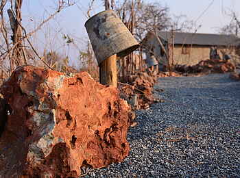 Chobe Elephant Camp: Pfad zu den Gästezelten Chobe Elephant Camp: Pfad zu den Gästezelten