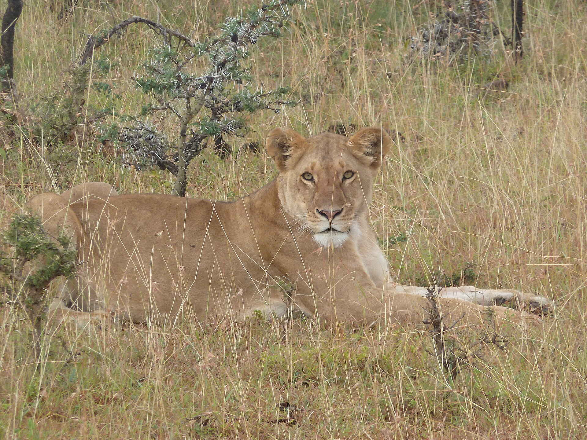 Encounter Mara Camp: Löwin im Gras