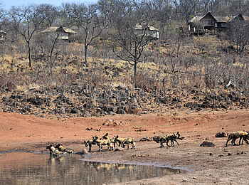 Ghoha Hills Savuti Lodge: Wildhunde