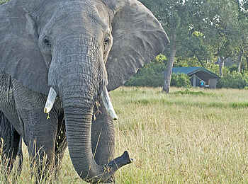Governors' Camp: Elefant aus der Nähe Governors' Camp: Elefant aus der Nähe