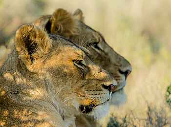 Great Fish River Lodge: Löwinnen