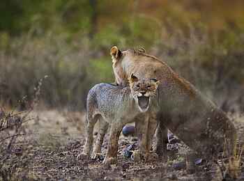 Grootberg Lodge: Warnung