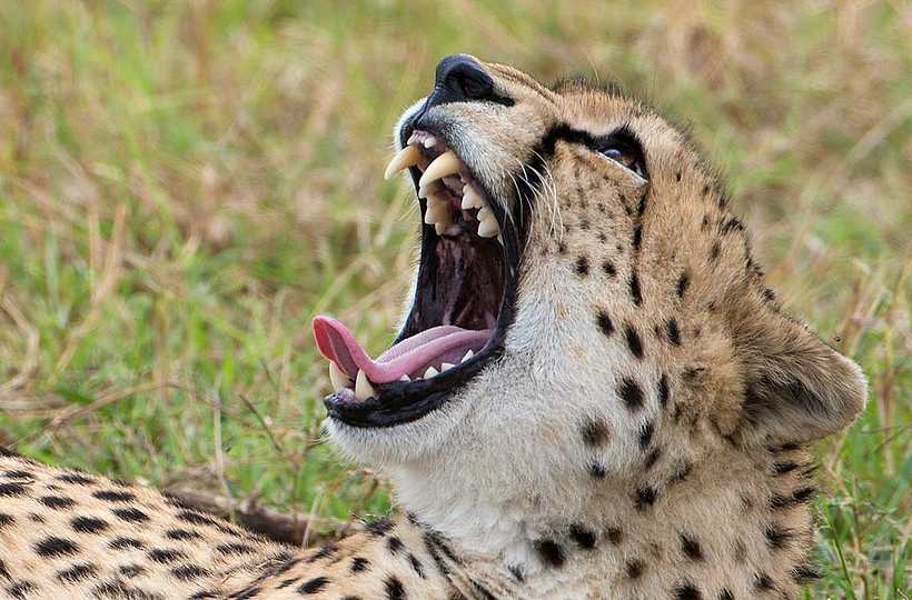 Kiota Camp: Gähnender Gepard Kiota Camp: Gähnender Gepard