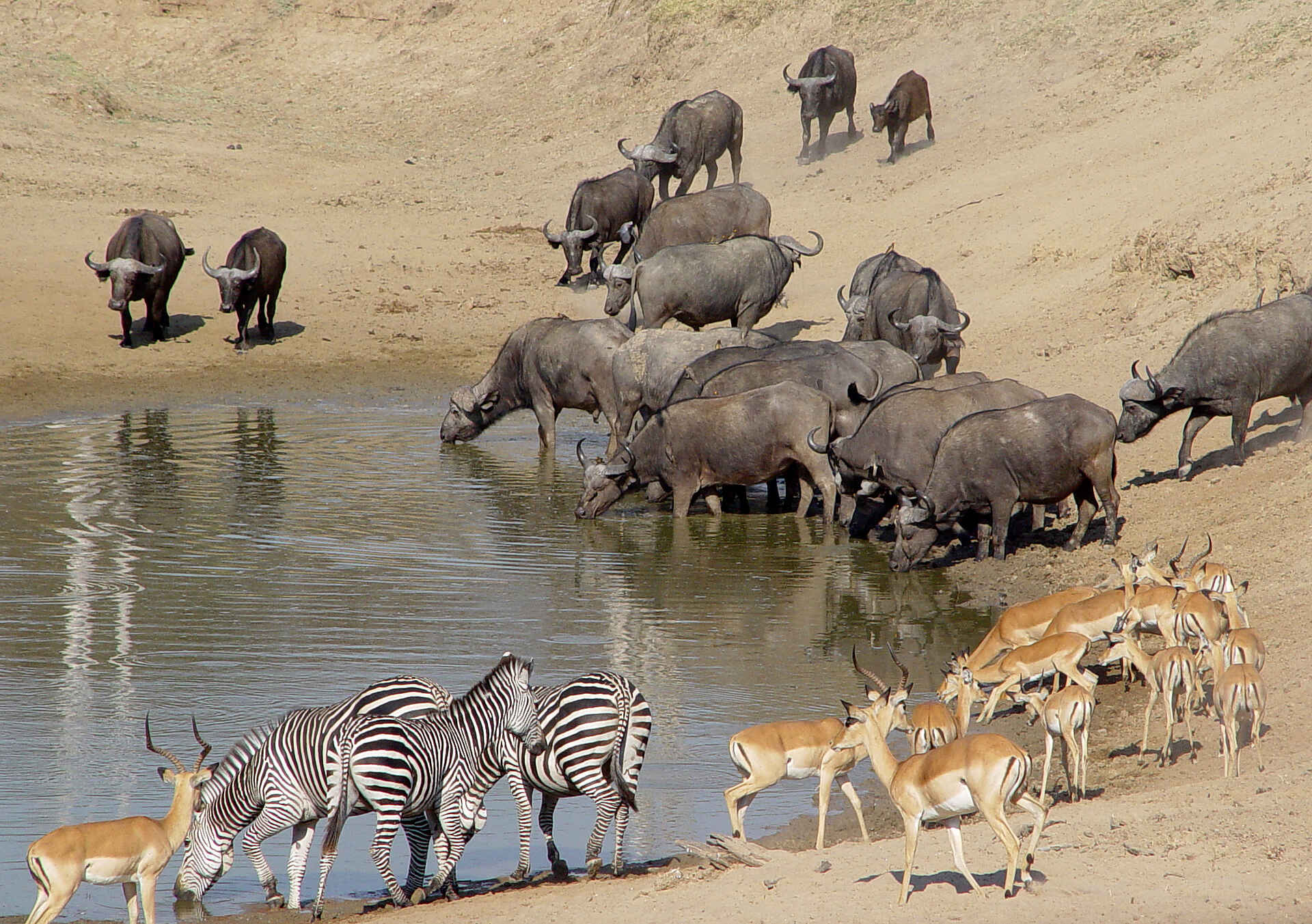 Last Waterhole Hide: Tiere am Wasserloch Last Waterhole Hide: Tiere am Wasserloch