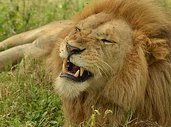 Lemala Mara Tented Camp: Löwe