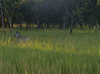 Lilayi: Zebra Lilayi: Zebra