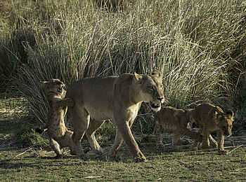 Little Ruckomechi Camp: Löwenfamilie