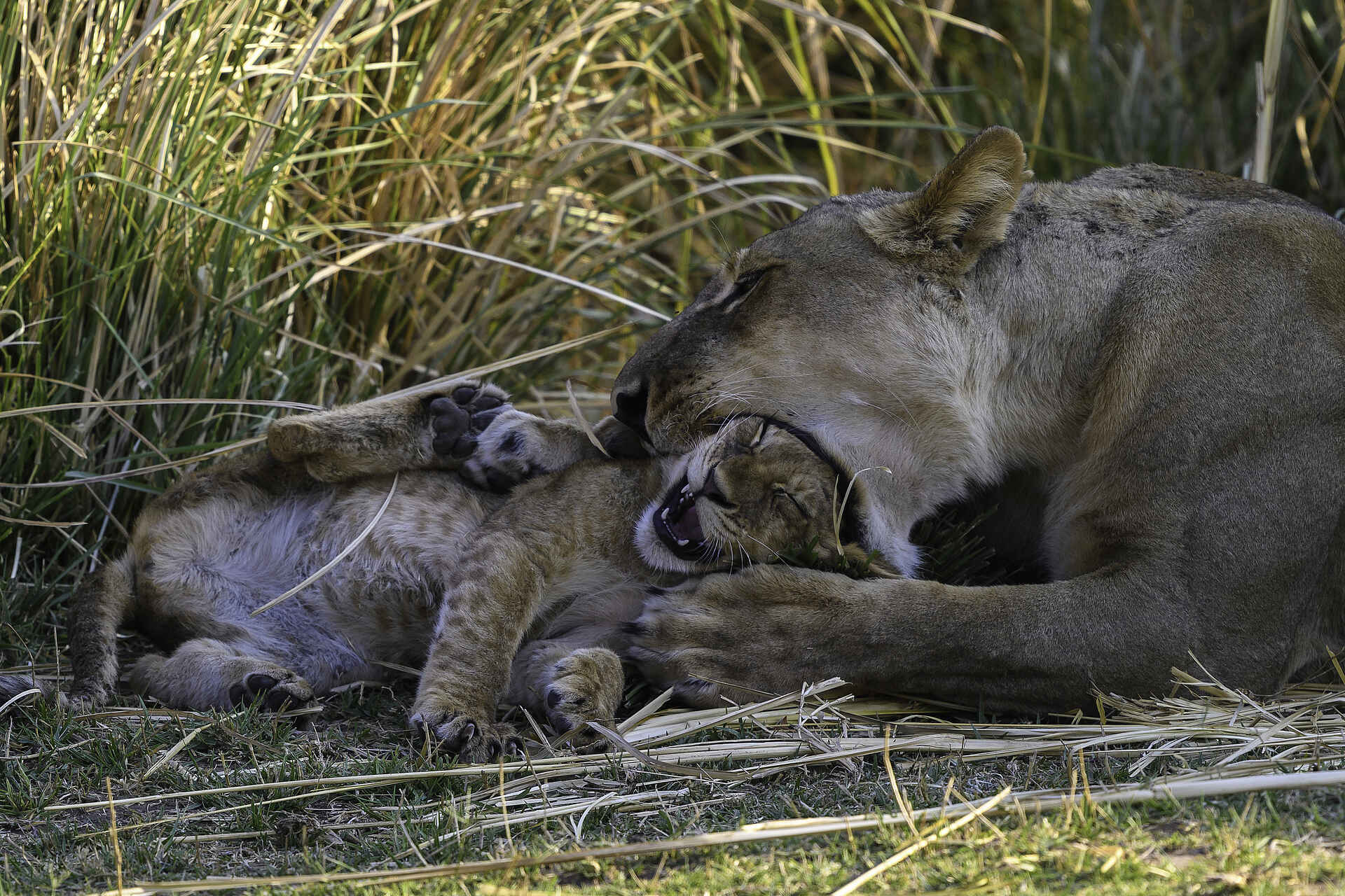 Little Ruckomechi Camp: Löwenmutter mit Löwenkind Little Ruckomechi Camp, Mana Pools National Park, Sambesi, Wilderness Safaris, Löwenbaby, Löwin, Panthera Leo, Afrikarma, Afrikarma Safaris, Afrikarma Safaris - Wildnis. Hautnah., Afrikarma.de