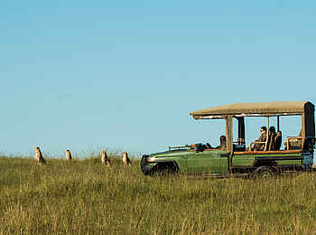 Mara Plains Jahazi: Geparden