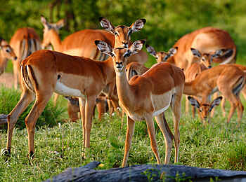 Motswari Game Lodge: Antilopen