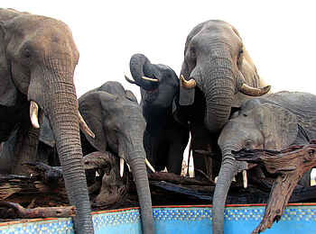 Nehimba Lodge: Elefanten erfrischen sich am Pool Nehimba Lodge: Elefanten erfrischen sich am Pool