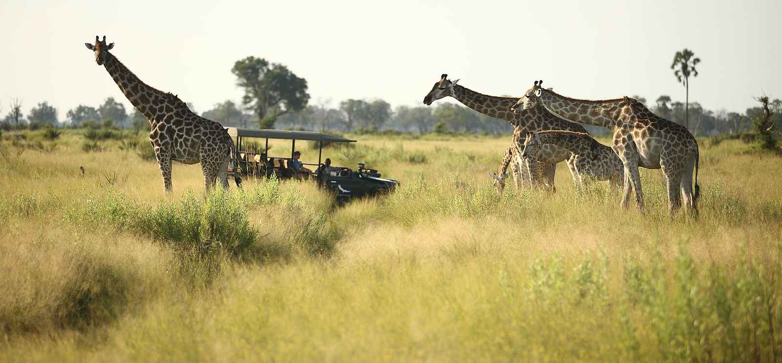Nxabega Okavango Tented Camp: Giraffengruppe Nxabega Okavango Tented Camp: Giraffengruppe