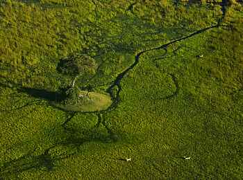 Sitatunga Private Island Camp: Antilopen im Delta Sitatunga Private Island Camp: Antilopen im Delta