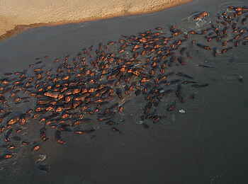 Tafika Camp: Nilpferdkonzentration