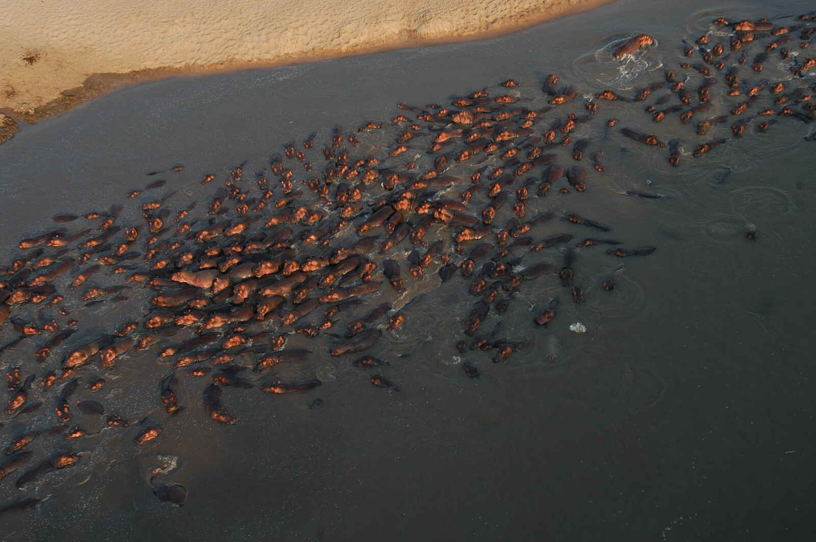 Tafika Camp: Nilpferdkonzentration Tafika Camp: Nilpferdkonzentration