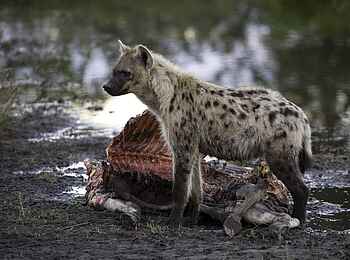 Tubu Tree: Hyäne mit Kadaver Tubu Tree: Hyäne mit Kadaver