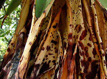 Vingerklip Lodge: Aloe-Pflanze mit verdorrten Blättern