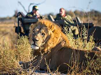Zarafa Camp: Löwensichtung bei einer Pirschfahrt Zarafa Camp: Löwensichtung bei einer Pirschfahrt