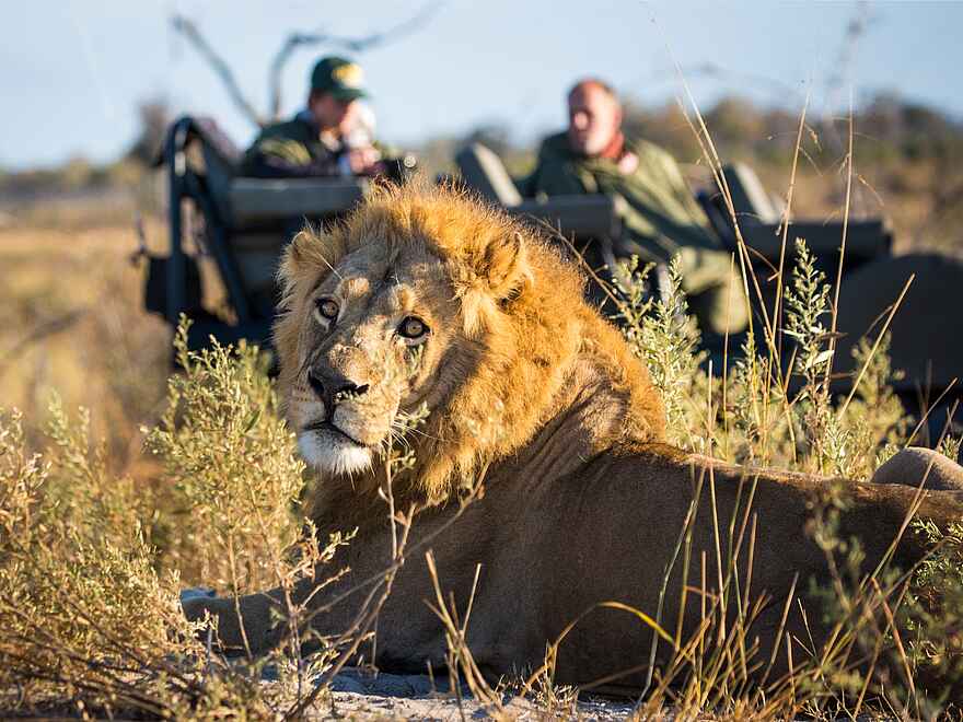 Zarafa Camp: Löwensichtung bei einer Pirschfahrt Zarafa Camp: Löwensichtung bei einer Pirschfahrt