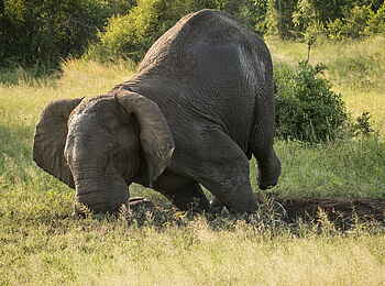 Jacis Sabi House: Wenn die Nase juckt ...