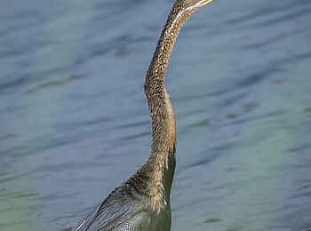 Leopard Plains: African Darter am Boteti River Leopard Plains: African Darter am Boteti River