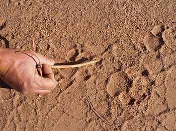 Mashatu Game Reserve: Löwenspuren