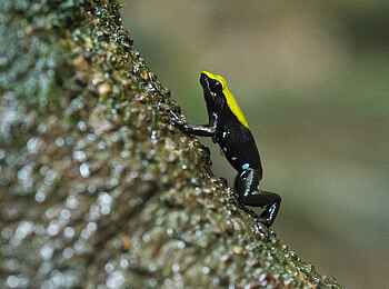 Masoala Forest Lodge: Mantella Masoala Forest Lodge: Mantella