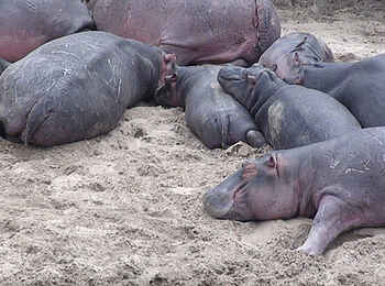 Naibor Camp: Schlafende Nilpferde Naibor Camp: Schlafende Nilpferde