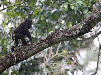 Ngaga Camp: Ein Gorillababy